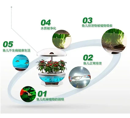 鱼菜共生原理.jpg