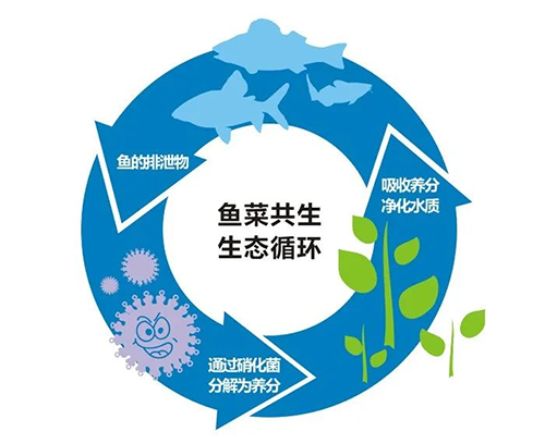 鱼菜共生.png